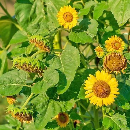 Oz - Obecana Zemlja Permaculture Homestead Blagaj Zewnętrze zdjęcie