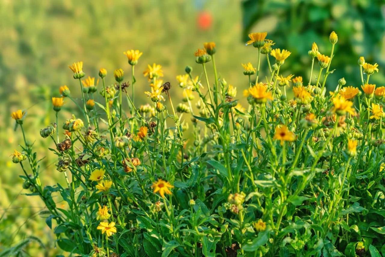 Oz - Obecana Zemlja Permaculture Homestead Blagaj Zewnętrze zdjęcie