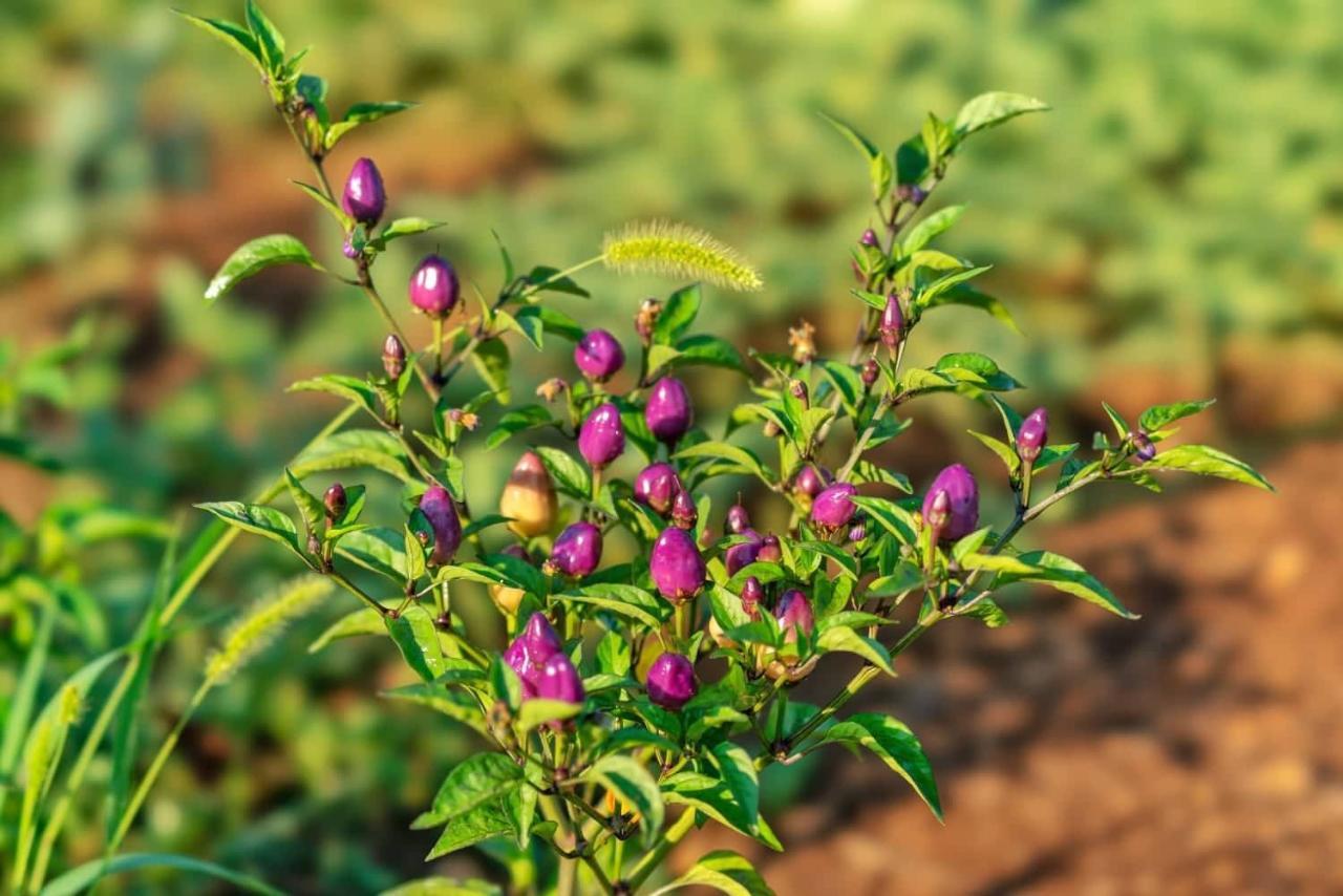 Oz - Obecana Zemlja Permaculture Homestead Blagaj Zewnętrze zdjęcie