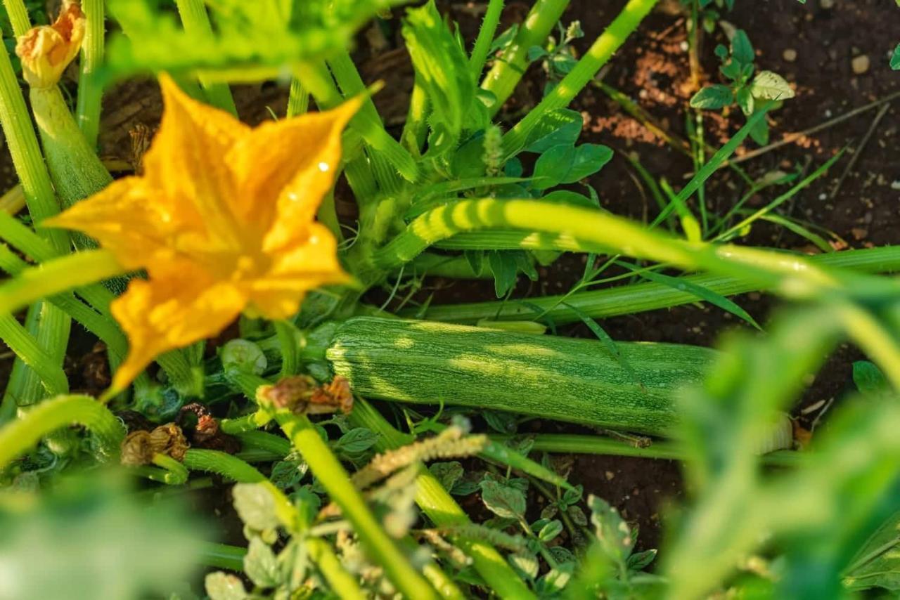 Oz - Obecana Zemlja Permaculture Homestead Blagaj Zewnętrze zdjęcie